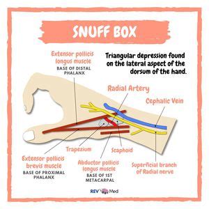 Anatomical Snuff box! - REV Med Anatomy - MEDizzy