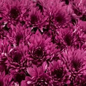 Purple Mum - Pahl's Market - Apple Valley, MN