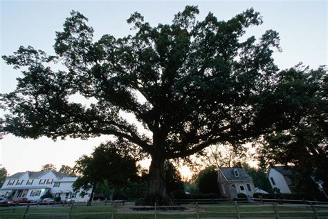 wye-oak-tree-of-maryland - Maryland Pictures - Maryland - HISTORY.com