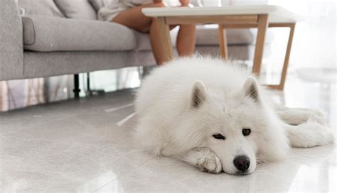 Giá Chó Samoyed và 6 điều cần phải biết khi mua chó Samoyed