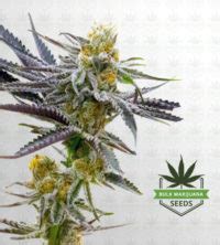 Buy Wholesale Tropicana Cookies Purple Strain Seeds | BulkMJSeeds