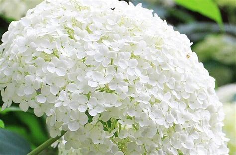 Hydrangea Flower Meaning and Symbolism By Color (2022)