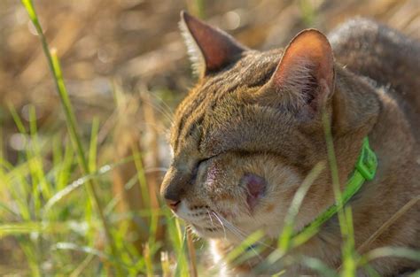 How To Deal With A Ruptured Cat Abscess: Burst Hole Healing