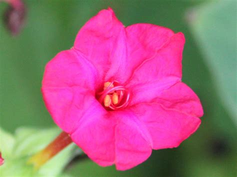 Mirabilis jalapa | Mirabilis jalapa | Flower Database