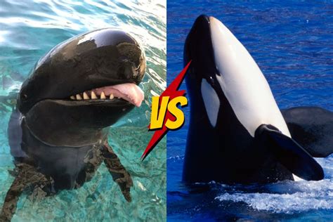 False Killer Whale vs Orca: Key Differences and Similarities – Ocean ...