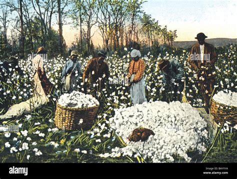 Cotton Field Workers Stock Photo - Alamy