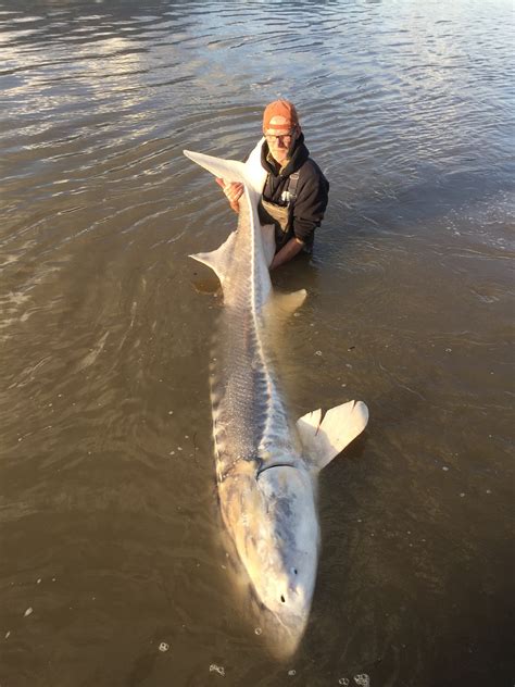 9 Foot Sturgeon - Alberta Outdoorsmen Forum