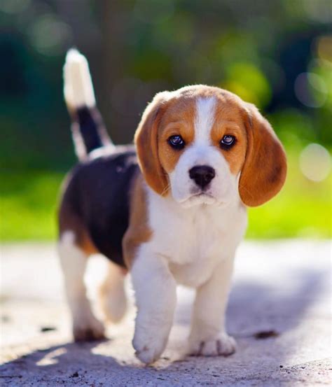 Pin by Linda North on Dogs I love | Cute animals, Cute beagles, Cute dogs