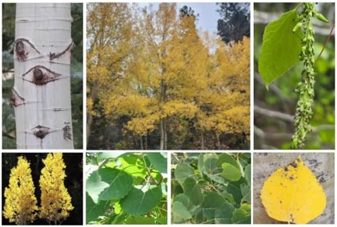 5 Different Types of Aspen Trees & Their Identifying Features