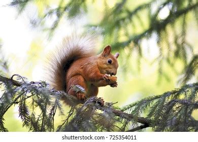 4,234 Squirrel Eating Hazelnuts Images, Stock Photos & Vectors ...