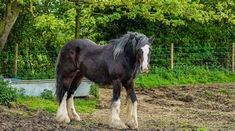 The Shire Horse Guide: History, Care, And Characteristics