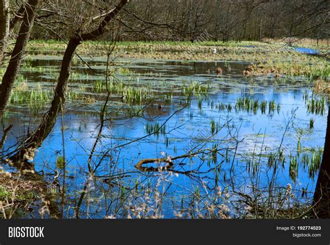 Swamp Marsh Mire Image & Photo (Free Trial) | Bigstock