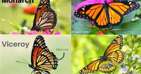 Butterfly Identification Quiz