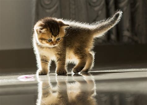 Tiger Kitty is Playing with the shadows in Esmaraldus Cattery ...