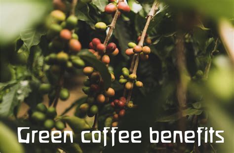 7 Amazing Health Benefits of Green Coffee You Must Know - Green Prophet