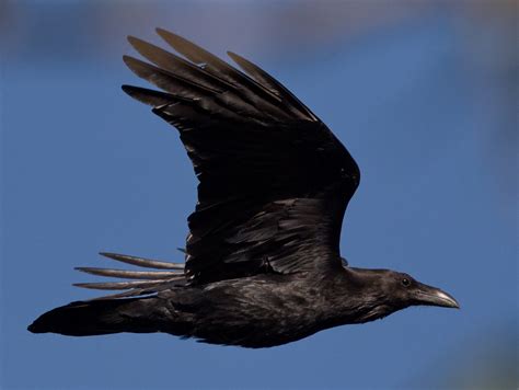 Common Raven | San Diego Bird Spot