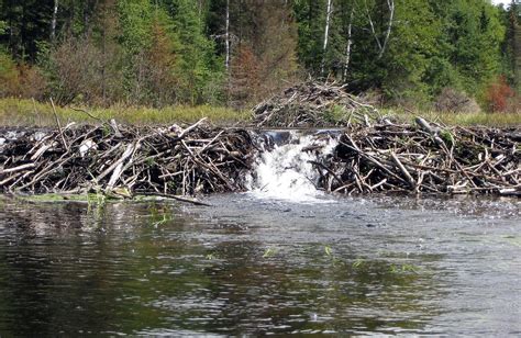 beaver dams - Yahoo Image Search Results | Beaver dam, Natural ...