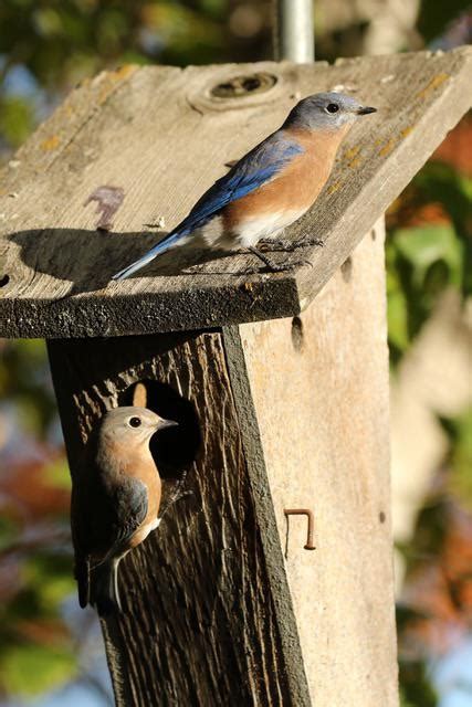 Eastern Bluebird Mated Pair : r/birds