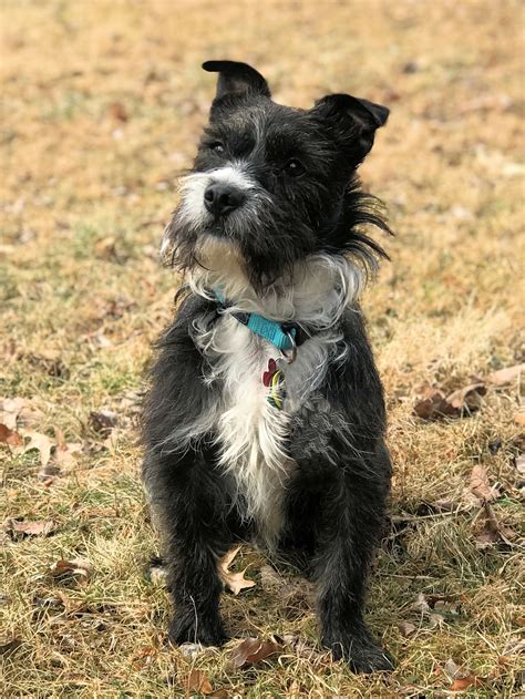 Gadget our 50/50 Havanese Boston Terrier Mix. | Boston terrier puppy, Terrier mix, Terrier