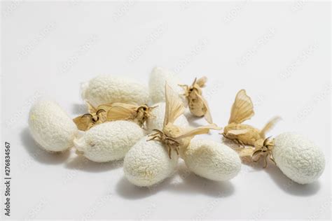 Silk Moth on Silk Cocoon Stock Photo | Adobe Stock