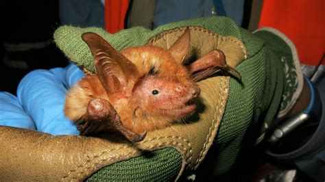 A new orange and black bat species is always ready for Halloween