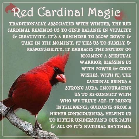 There Is Nothing To Fear And That: Cardinal Bird Symbolism