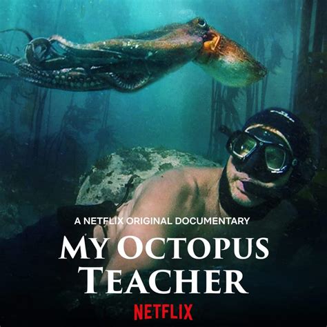 Trả lời những câu hỏi được hỏi nhiều nhất về ‘My Octopus Teacher’ (Từ ...