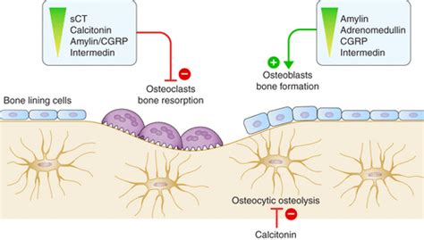 The Activity of Peptides of the Calcitonin Family in Bone ...