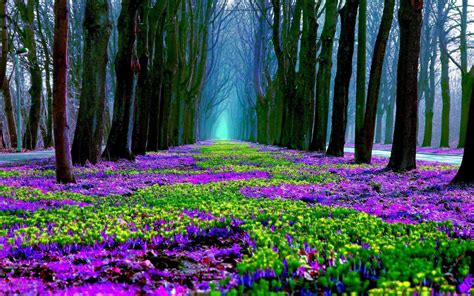 Forest Flowers Wallpapers - Top Free Forest Flowers Backgrounds - WallpaperAccess