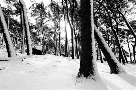 Snowy Forest - Jon Cruttenden Photography