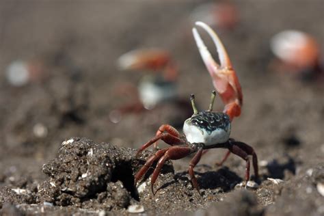 Insight into the Social Lives of Fiddler Crabs | Features