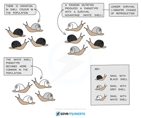 Natural Selection (18.1.4) | CIE IGCSE Biology Revision Notes 2023 | Save My Exams