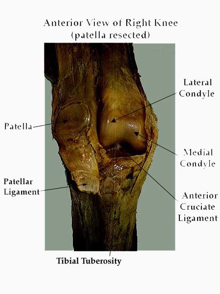 Articular Capsule Knee