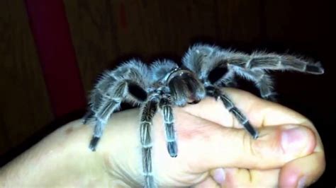 Pet Tarantulas Bite