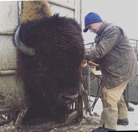 An absolute unit of a bison. This one is a farmed bison who is getting ...