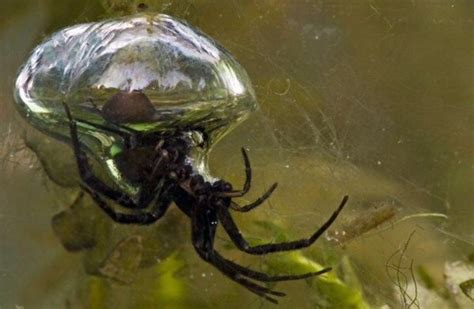 DIVING BELL SPIDER (WaterSpin) | Underwater, Spider, Animals of the world