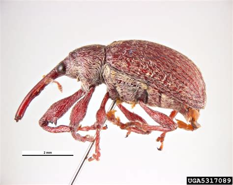 boll weevil, Anthonomus grandis (Coleoptera: Curculionidae) - 5317089