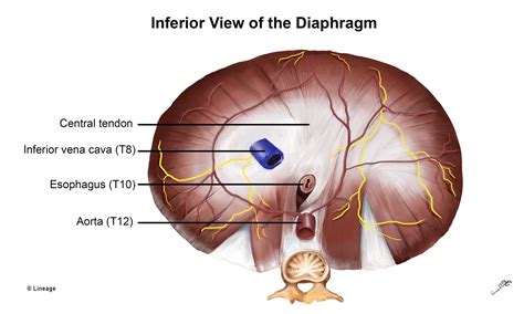 Diaphragm Embryology | 100% Best Explanation | USMLE Strike