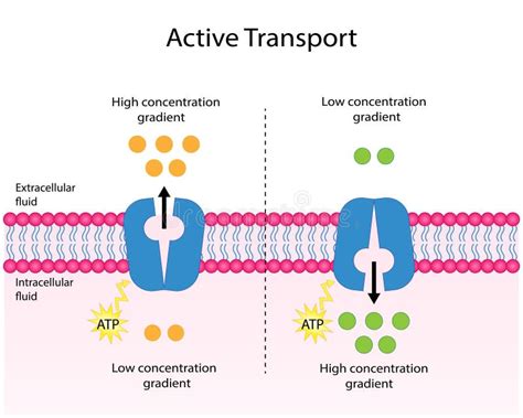 Passive Transport. Simple Diffusion and Facilitated Diffusion through a Specific or Non Specific ...