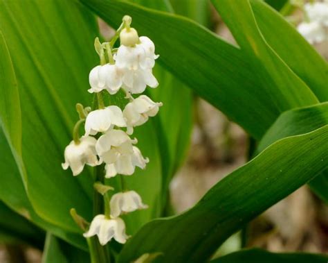 How To Grow Lilies of the Valley | HGTV