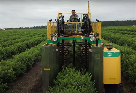 History of Food Processing: History of blueberry harvesting