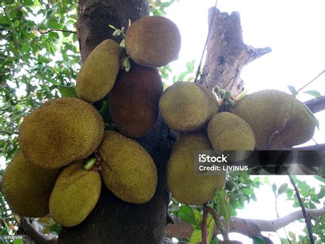 Jackfruit On Tree In Bangkok Thailand Southeast Asia Stock Photo - Download Image Now - iStock