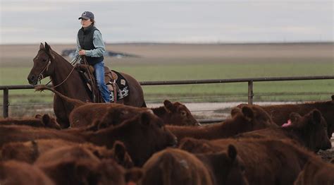 California Cattle Rancher Expands Operation | AgAmerica