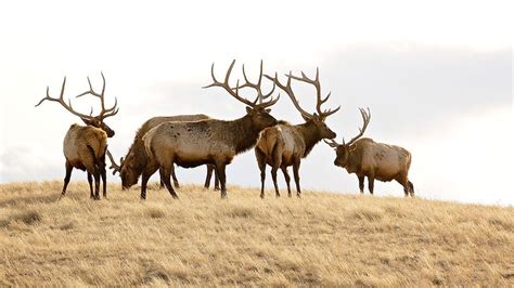 Top 4 wildlife-watching experiences exclusive to Central Montana