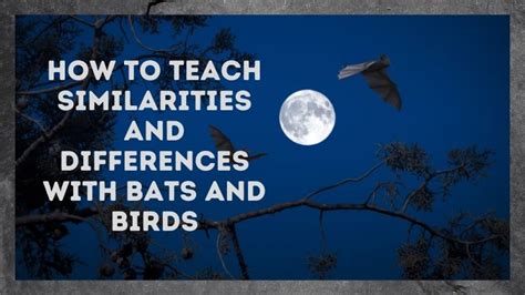 How to Teach Similarities and Differences with Bats and Birds - Comprehension Connection