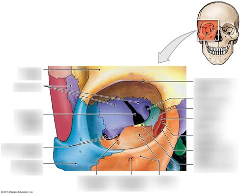 Orbital anatomy Diagram | Quizlet