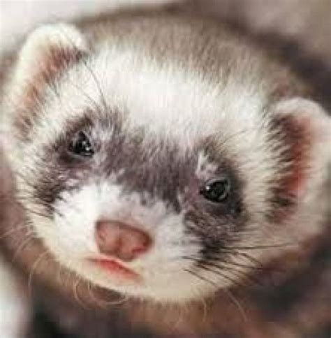 PETFINDER.com: FERRET TEETH & DENTAL CARE for FERRETS #rabbithouses ...