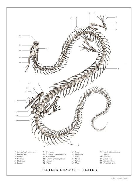 Artwork | Dragon skeleton, Dragon bones, Animal skeletons