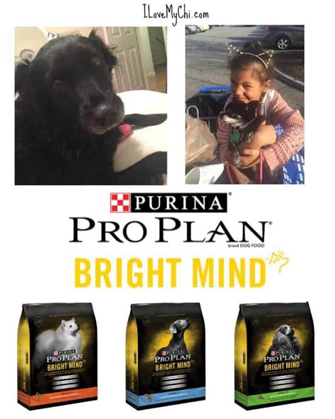 Helping Dogs to Age Gracefully with Purina Pro Plan #BrightMind - I ...