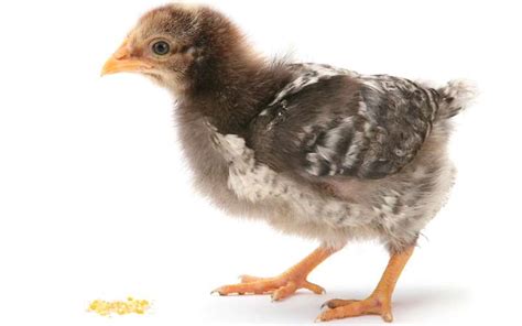 Can Chickens Eat Corn? | Pet Diet Guide